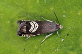 Grapholita compositella / Ohne deutschen Namen / Nachtfalter - Wickler - Tortricidae - Olethreutinae - Grapholitini