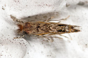 Macrosaccus robiniella / Robinien Miniermotte / Nachtfalter - Miniermotten - Gracillariidae - Lithocolletinae