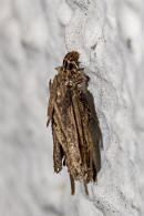 Psyche casta / Kleiner Rauch-Sacktrger / Nachtfalter - Echte Sacktrger - Psychidae - Psychinae