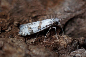 Scythropia crataegella / Weidorn-Gespinstmotte / Nachtfalter - Scythropiidae - Gespinstmotten
