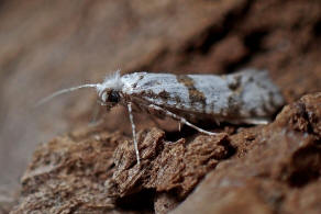 Scythropia crataegella / Weidorn-Gespinstmotte / Nachtfalter - Scythropiidae - Gespinstmotten