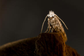 Scythropia crataegella / Weidorn-Gespinstmotte / Nachtfalter - Scythropiidae - Gespinstmotten
