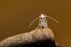 Scythropia crataegella / Weidorn-Gespinstmotte / Nachtfalter - Scythropiidae - Gespinstmotten