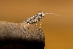 Scythropia crataegella / Weidorn-Gespinstmotte / Nachtfalter - Scythropiidae - Gespinstmotten