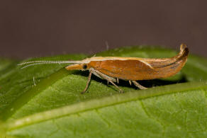 Ypsolopha dentella (Fabricius, 1775) / Nachtfalter - Ypsolophidae - Ypsolophinae