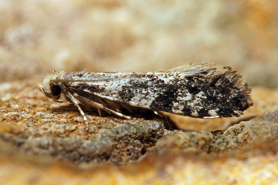 Nemapogon granellus / Kornmotte / Nachtfalter - Echte Motten - Tineidae - Nemapogoninae
