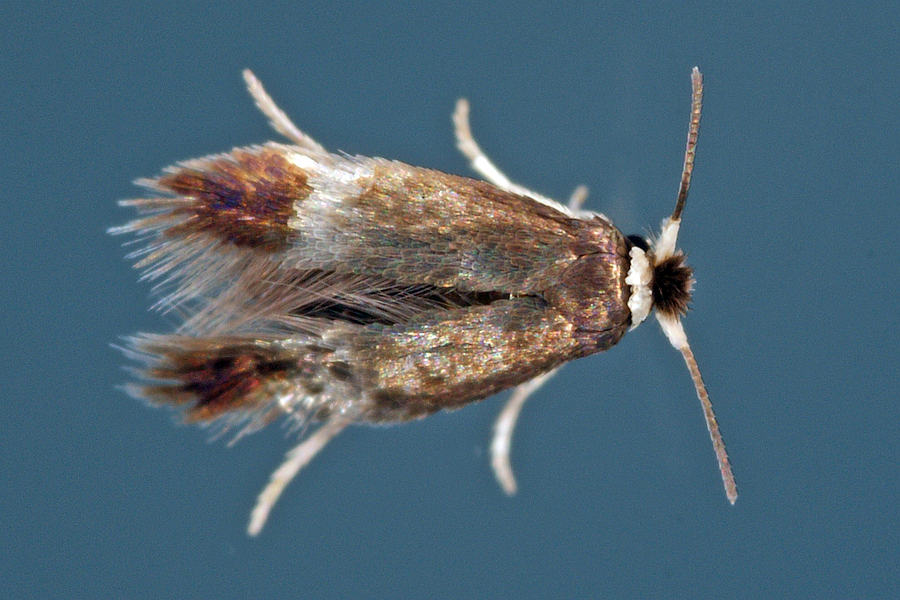 Stigmella spec. / Zwergminiermotten / Nepticulidae