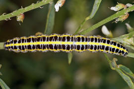Calophasia lunula / Möndcheneule (Raupe) / Nachtfalter - Eulenfalter - Noctuidae - Oncocnemidinae