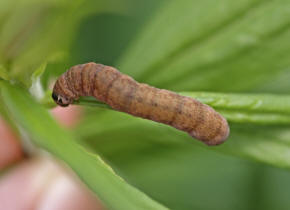 Conistra rubiginosa / Feldholz-Wintereule / Eulenfalter - Noctuidae (Raupe)
