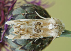 Eremobia ochroleuca / Ockerfarbene Queckeneule / Nachtfalter - Eulenfalter - Noctuidae - Hadeninae