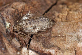 Operophtera brumata / Kleiner Frostspanner (Weibchen) / Nachtfalter - Spanner - Geometridae - Larentiinae 