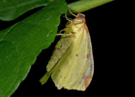 Opisthograptis luteolata / Gelbspanner / Weißdornspanner / Nachtfalter - Spanner - Geometridae - Ennominae