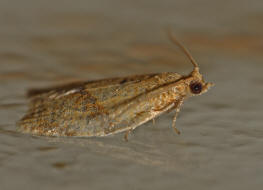 Clepsis consimilana / Ligusterwickler / Wickler - Tortricidae