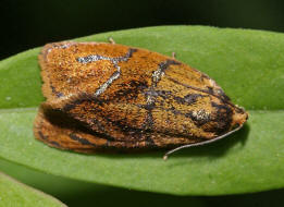 Ptycholoma lecheana / Kein deutscher Name bekannt / Nachtfalter - Wickler - Tortricidae