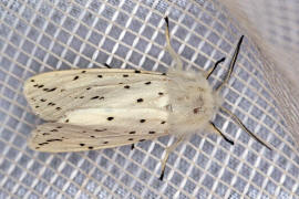 Spilosoma lubricipeda / Breitflügeliger Fleckleibbär / Nachtfalter - Eulenfalter - Noctuidae - Bärenspinner - Arctiinae