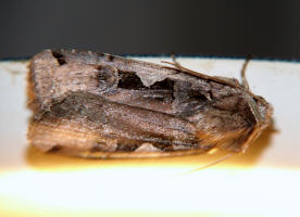 Xestia c-nigrum / Schwarzes C / Nachtfalter - Eulenfalter - Noctuidae - Hadeninae