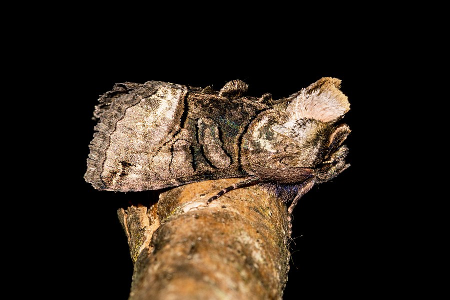 Abrostola tripartita / Silbergraue Nessel-Höckereule / Nachtfalter - Eulenfalter - Noctuidae - Plusiinae