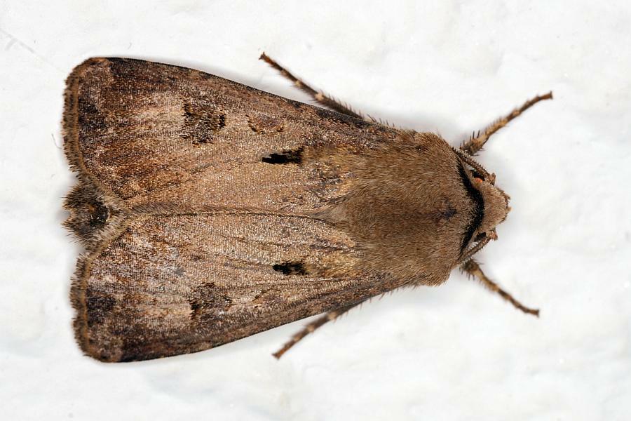 Agrotis exclamationis / Ausrufungszeichen / Nachtfalter - Eulenfalter - Noctuidae - Noctuinae
