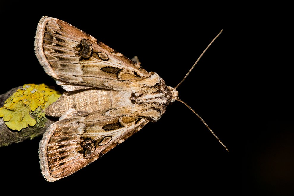 Agrotis vestigialis / Kiefernsaateule / Nachtfalter - Eulenfalter - Noctuidae - Noctuinae