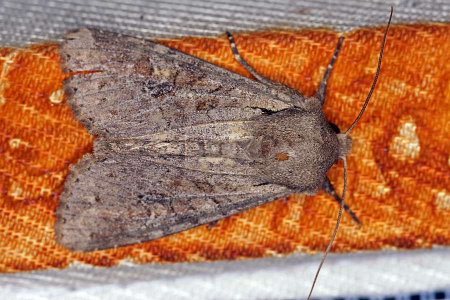 Apamea sordens  / Ackerrand-Grasbüscheleule / Nachtfalter - Eulenfalter - Noctuidae - Xyleninae