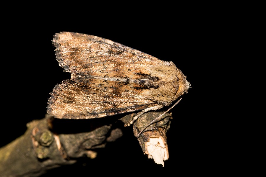 Apamea scolopacina / Bräunlichgelbe Grasbüscheleule / Nachtfalter - Eulenfalter - Noctuidae - Xyleninae