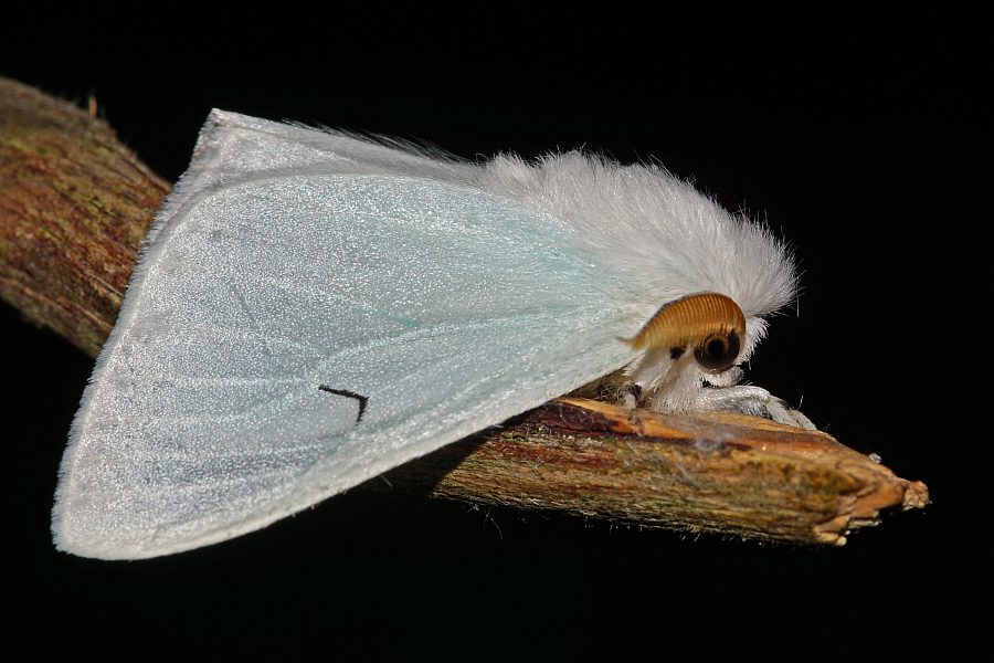Arctornis l-nigrum / Schwarzes L / Nachtfalter - Eulenfalter - Erebidae - Trägspinner - Lymantriinae
