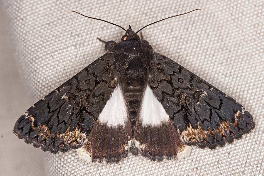 Catephia alchymista / Weißes Ordensband / Nachtfalter - Eulenfalter - Erebidae - Erebinae