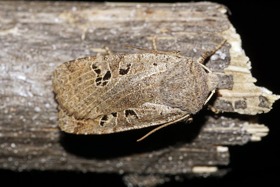 Conistra rubiginosa / Feldholz-Wintereule / Eulenfalter - Noctuidae - Xyleninae