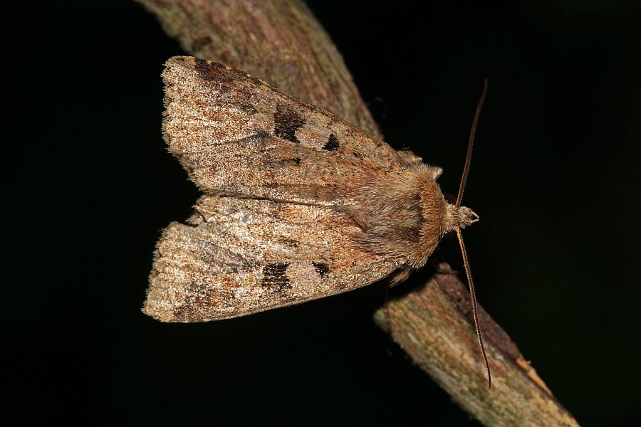 Diarsia mendica / Primel-Erdeule / Nachtfalter - Eulenfalter - Noctuidae - Noctuinae