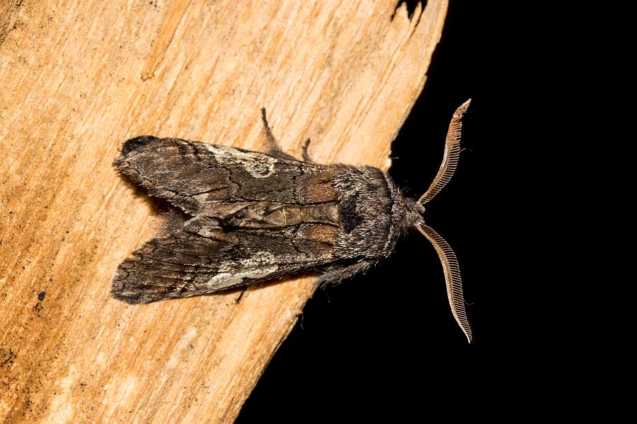 Diloba caeruleocephala / Blaukopf / Nachtfalter - Eulenfalter - Noctuidae - Dilobinae