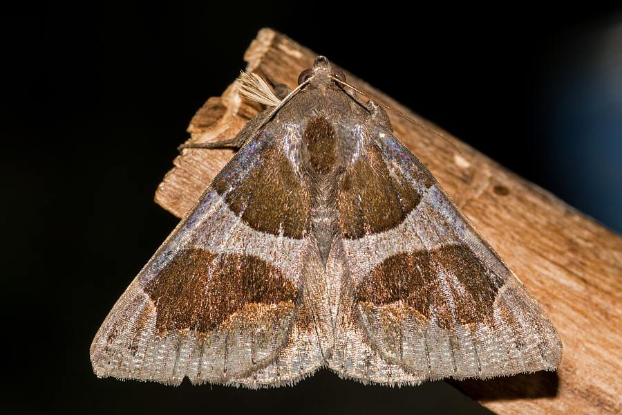 Dysgonia algira / Dunkelbraune Brombeereule / Nachtfalter - Eulenfalter - Erebidae - Erebinae