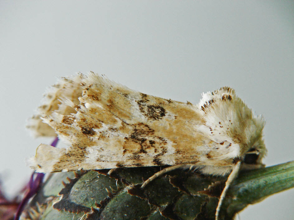 Eremobia ochroleuca / Ockerfarbene Queckeneule / Nachtfalter - Eulenfalter - Noctuidae - Hadeninae