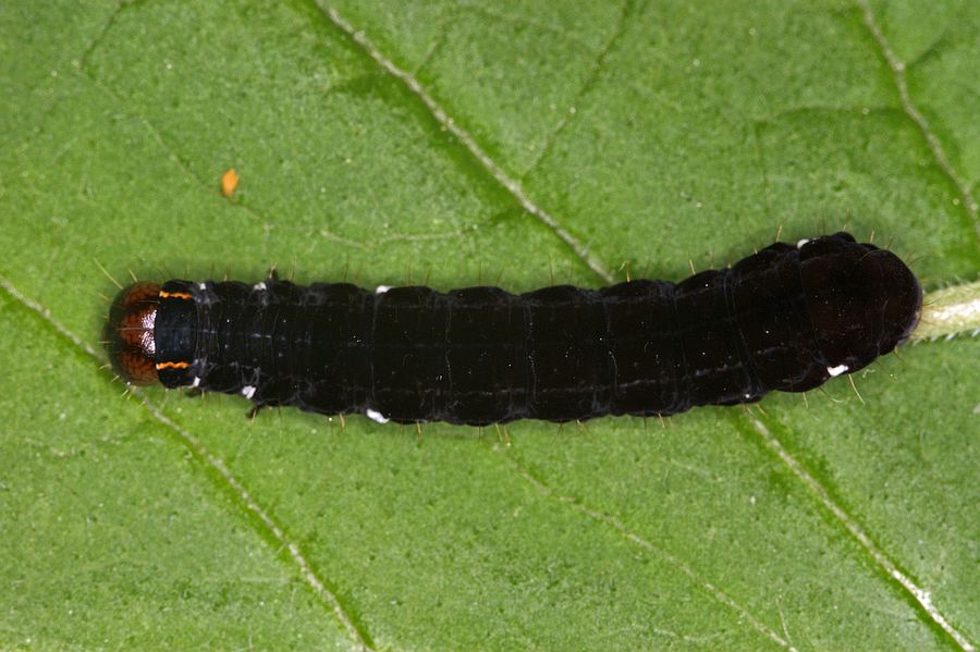 Eupsilia transversa / Satellit-Wintereule (Raupe) / Nachtfalter - Eulenfalter - Noctuidae - Xyleninae