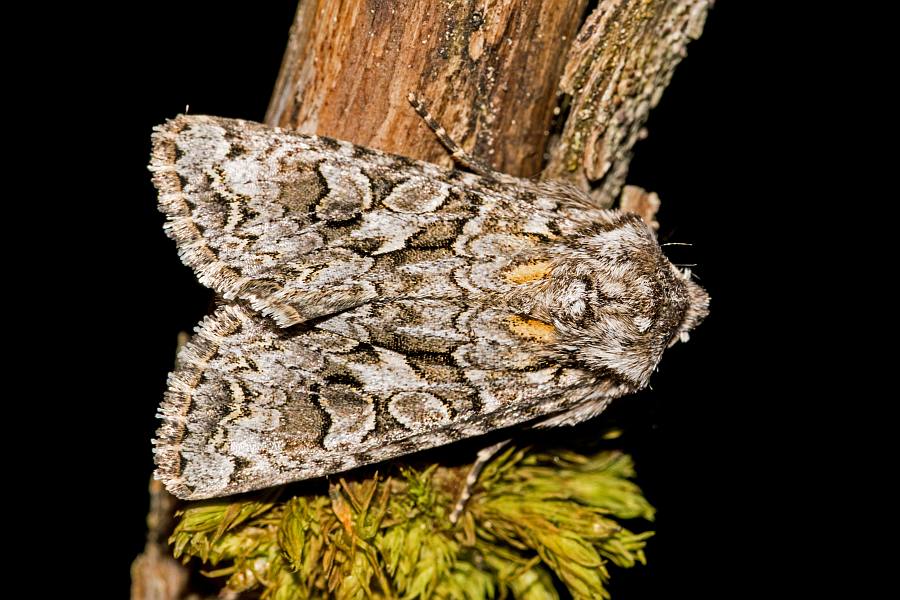 Hada plebeja / Zahneule / Nachtfalter - Eulenfalter - Noctuidae - Hadeninae
