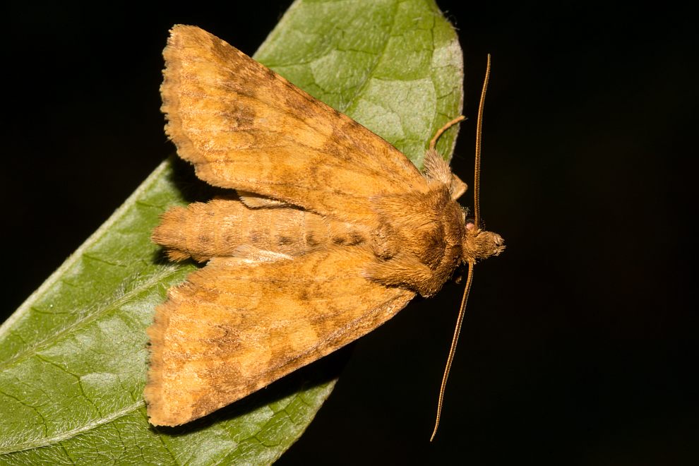Luteohadena luteago (= Conisania luteago) / Braungelbe Leimkrauteule / Nachtfalter - Eulenfalter - Noctuidae - Hadeninae