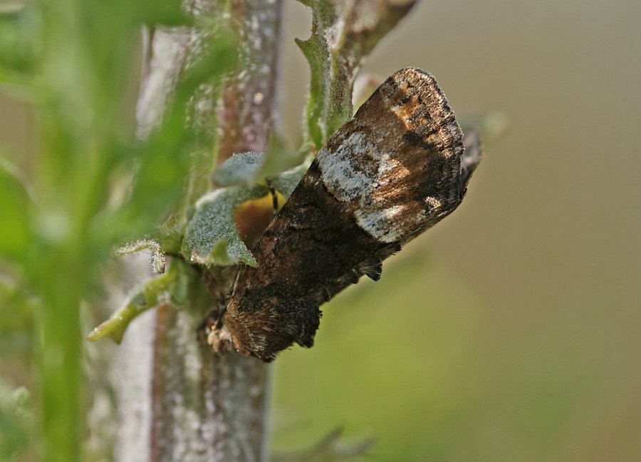 Mesoligia furuncula / Trockenrasen-Halmeulchen / Zweifarbiges Halmeulchen / Eulenfalter - Noctuidae
