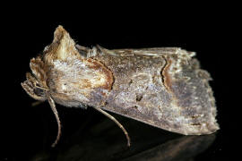 Abrostola triplasia / Dunkelgraue Nessel-Höckereule / Nachtfalter - Eulenfalter - Noctuidae - Plusiinae
