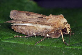 Agrotis exclamationis / Ausrufungszeichen / Nachtfalter - Eulenfalter - Noctuidae - Noctuinae