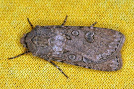 Agrotis segetum / Saateule / Nachtfalter - Eulenfalter - Noctuidae - Noctuinae