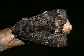 Catephia alchymista / Weißes Ordensband / Nachtfalter - Eulenfalter - Erebidae - Erebinae
