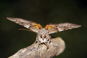 Catocala fulminea / Gelbes Ordensband / Nachtfalter - Eulenfalter - Erebidae - Erebinae