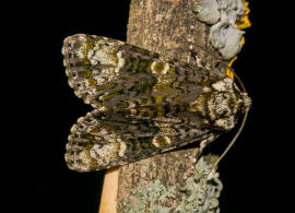 Craniophora ligustri / Ligustereule / Liguster-Rindeneule / Nachtfalter - Eulenfalter - Noctuidae - Acronictinae