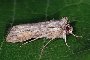Cucullia umbratica / Schatten-Mönch / Nachtfalter - Eulenfalter - Noctuidae - Cuculliinae