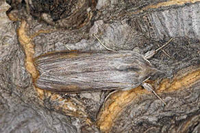Cucullia umbratica / Schatten-Mönch / Nachtfalter - Eulenfalter - Noctuidae - Cuculliinae