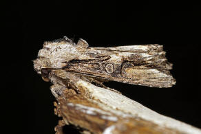 Egira conspicillaris / Holzrindeneule / Nachtfalter - Eulenfalter - Noctuidae - Hadeninae