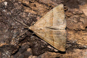 Hypena proboscidalis / Nessel-Schnabeleule / Nachtfalter - Eulenfalter - Noctuidae - Hypeninae
