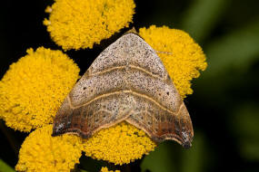 Laspeyria flexula / Sicheleule / Nachtfalter - Eulenfalter -Erebidae - Boletobiinae