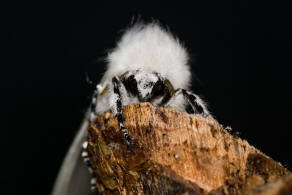 Leucoma salicis / Pappel-Trägspinner / Pappelspinner / Nachtfalter - Eulenfalter - Erebidae / Trägspinner - Lymantriinae