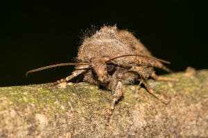 Luperina testacea / Lehmfarbige Graswurzeleule / Nachtfalter - Eulenfalter - Noctuidae - Xyleninae