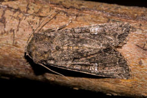 Mamestra brassicae / Kohleule / Noctuidae - Eulenfalter - Hadeninae